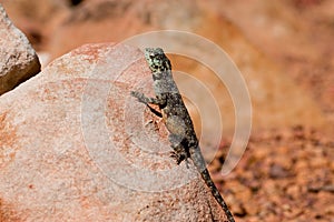 Southern Rock Agama