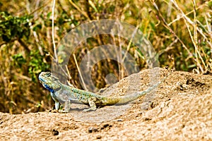 Southern rock agama Agama atra in green and blue