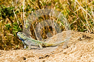 The southern rock agama Agama atra lizard