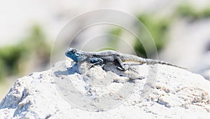 A Southern Rock Agama lizard, Agama atra, perched on top of a rock in South Africa