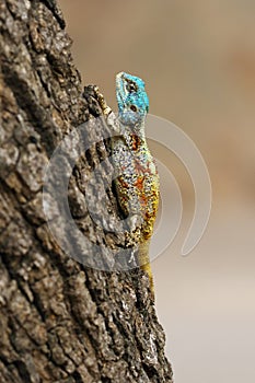 The southern rock agama or southern African rock agama Agama atra on the rough bark of a tree