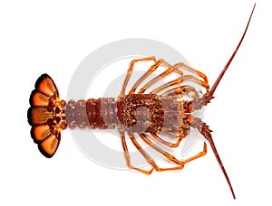 Southern rock lobster of South Australia