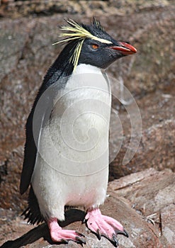 Southern Rockhopper Penguin