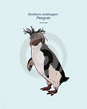 Southern Rockhopper Penguin is a bird in the Spheniscidae family of penguins, vintage line drawing vector photo