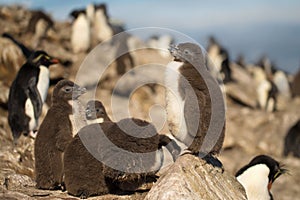 Southern rockhopper penguin chick standing on a rock