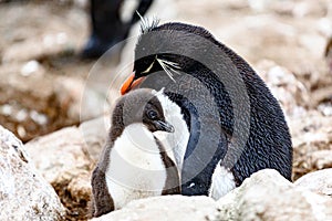 Southern rockhopper penguin with cute chick, New Island, Falkland Islands