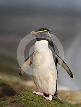 Southern rockhopper penguin standing on a coastline photo
