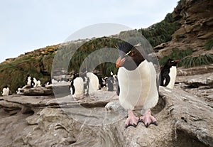 Southern rockhopper penguin standing on a rock