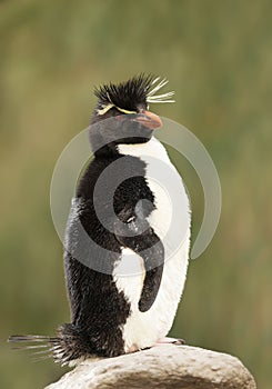 Southern rockhopper penguin standing on a rock