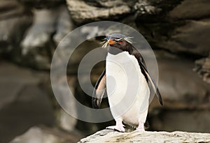 Southern rockhopper penguin standing on a rock