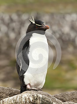 Southern rockhopper penguin standing on a rock