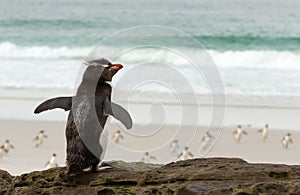 Southern rockhopper penguin standing on a rock