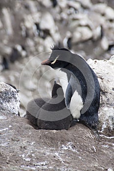 Southern Rockhopper penguin with twin fledgling