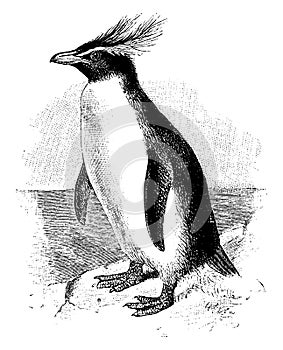Southern Rockhopper Penguin, vintage illustration