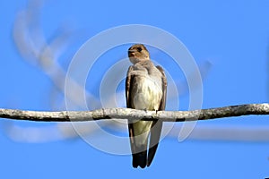 Southern Rough-winged Swallow (Stelgidopteryx ruficollis), isolated, perched on a branch against a blue sky