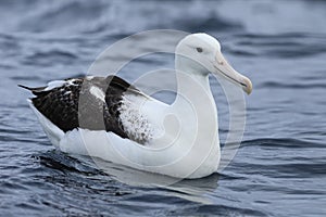 Southern Royal Albatross, Diomedea epomophora