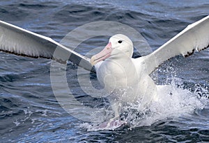 Southern Royal Albatross, Diomedea epomophora