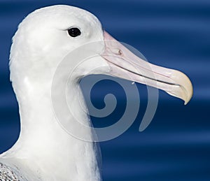 Southern Royal Albatross, Diomedea epomophora