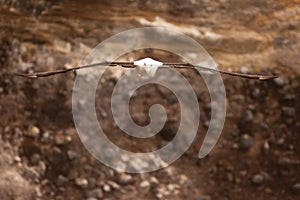 Southern Royal Albatross, Diomedea epomophora