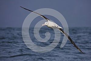 Southern royal albatross in flight, New Zealand