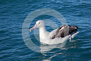 Southern royal albatross, Kaikoura, New Zealand