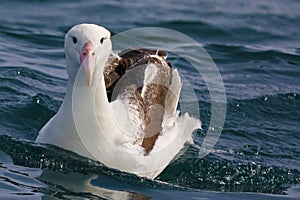 Southern royal albatross swimming in New Zealand waters