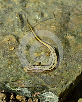 Southern Salamander in creek