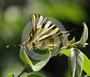 Southern Scarce Swallowtail butterfly - Iphiclides podalirius. Portugal. photo