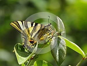 Southern Scarce Swallowtail butterfly - Iphiclides podalirius. Portugal. photo
