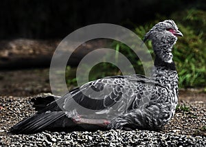 Southern screamer 11