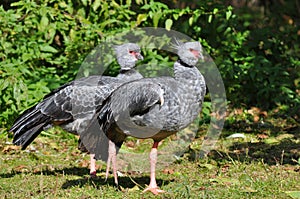 Southern Screamer