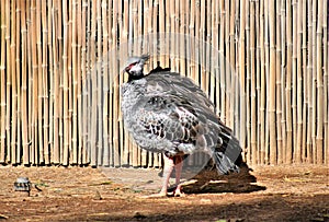 Southern Screamer bird located at the Phoenix Zoo, in Phoenix, Arizona, United States