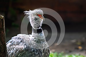 Southern Screamer bird