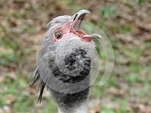The southern screamer