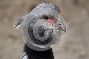 The southern Screamer, bird of South America, bird with black collar