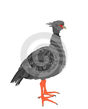Southern screamer bird vector illustration isolated on white background. Chauna torquata. Chaja or crested screamer, big gray bird