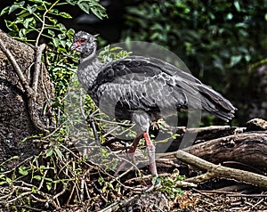 Southern screamer in the brushwood 1