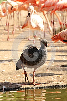 Chauna torquata in front of group of flamingos