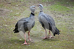 Southern screamer (Chauna torquata).