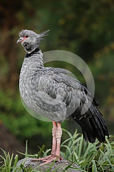 Southern screamer, Chauna torquata