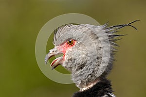 Southern Screamer Chauna torquata detail