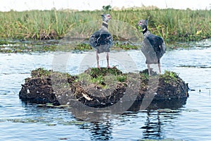 Southern screamer