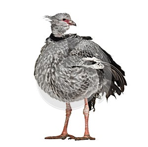 Southern Screamer, Chauna torquata, isolated