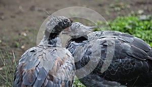 Southern screamer photo