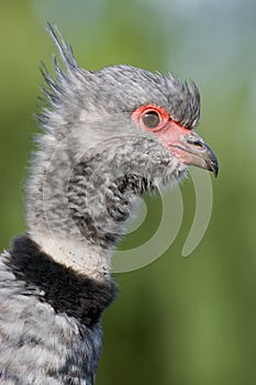 Southern Screamer closeup