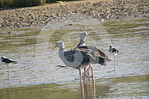 Southern screamer couple in Mar Chiquita lagoon , Buenos Aires , Argentina