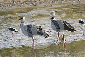 Southern screamer couple in Mar Chiquita lagoon , Buenos Aires , Argentina