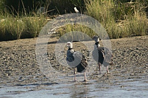 Southern screamer couple in Mar Chiquita lagoon , Buenos Aires , Argentina