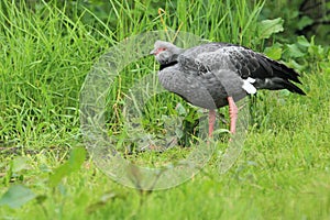 Southern screamer