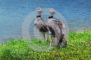 Southern Screamer pair screaming